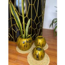Pot de Plantes Vertes DÃ©coratives - Sansevieria Trifasciata : La Langue De La MÃ¨re