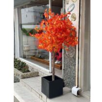 Plantes d'Erable DÃ©coratifs + Pots de Fleurs pour Plantes